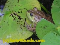 /home//u458753944/public_html/sourcegallery//////////////////////Frogs/More bullfrogs/DSCN5257.JPG